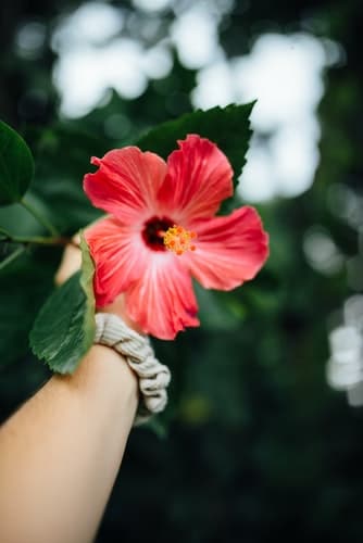 A pink flower being held outside.