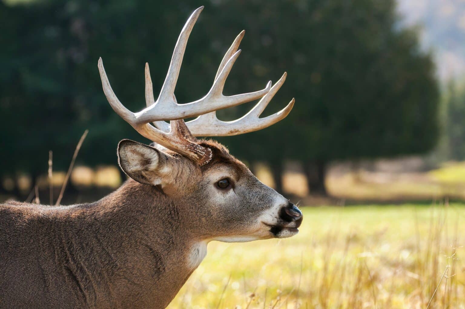 A deer in the woods during hunting season.